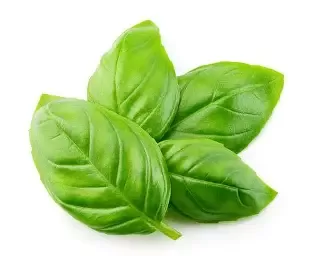 Basilic